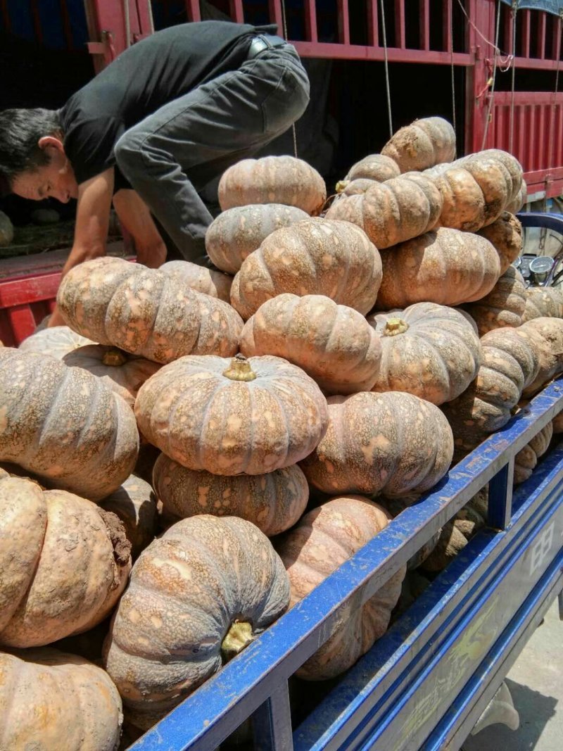 盘龙南瓜盘龙204南瓜诚信经营质量保证！