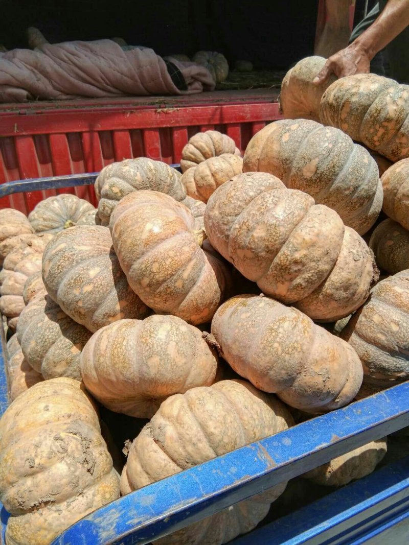 盘龙南瓜盘龙204南瓜诚信经营质量保证！