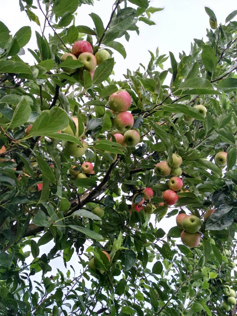 山东临沂早熟苹果果园直供，代办
