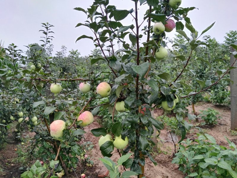 山东临沂早熟苹果果园直供，代办