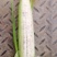 鲜糯玉米