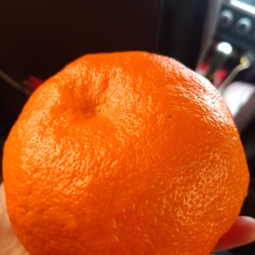 明日见杂柑苗