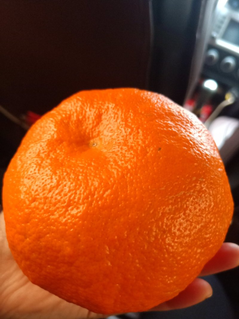明日见杂柑苗