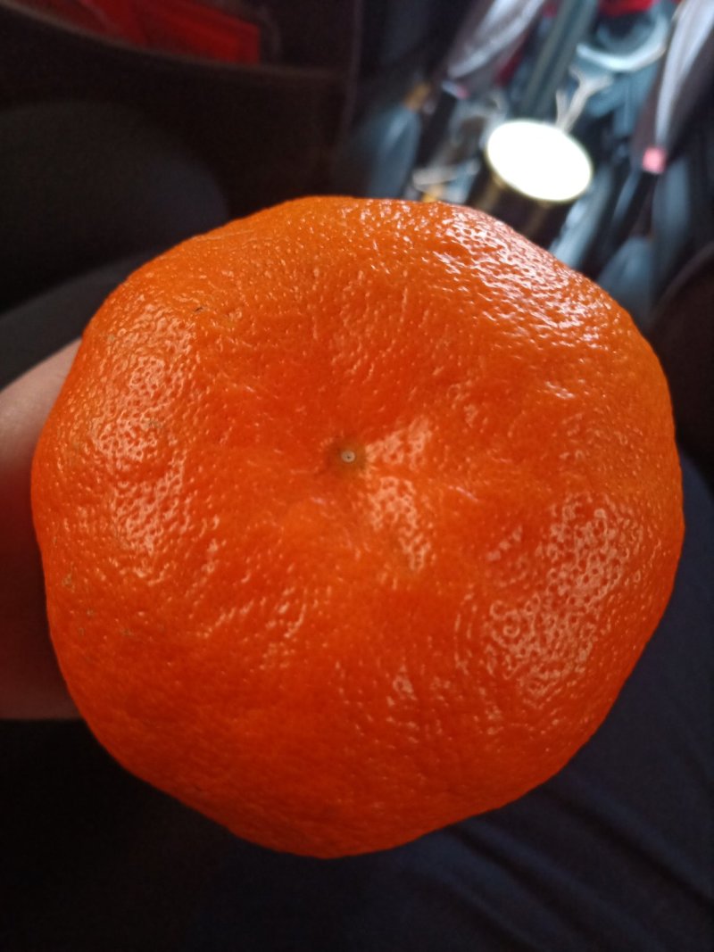 明日见杂柑苗
