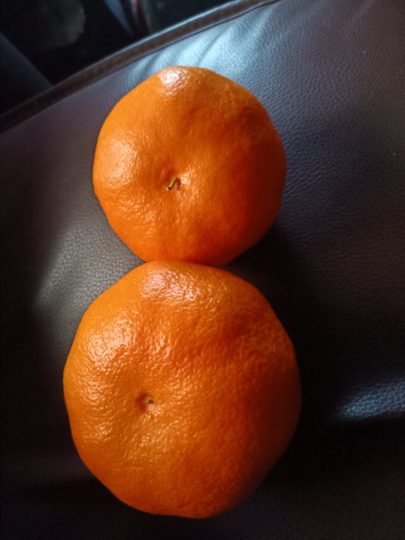 明日见杂柑苗