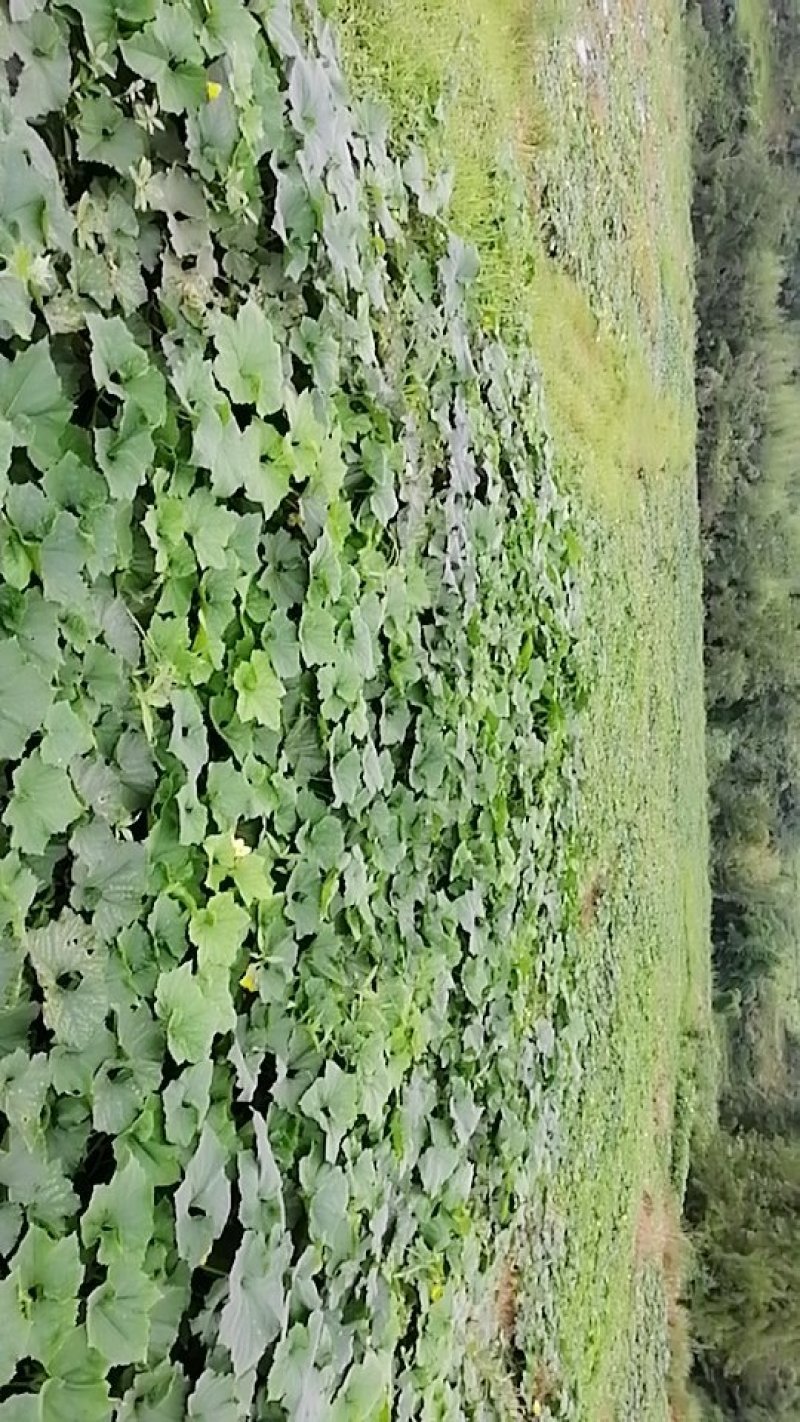 自产自销，黑冬瓜，铁牛888..