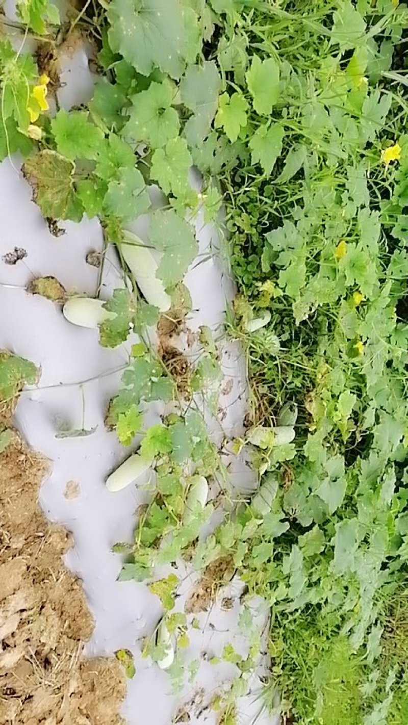 小白无芯冬瓜
