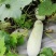 小白无芯冬瓜