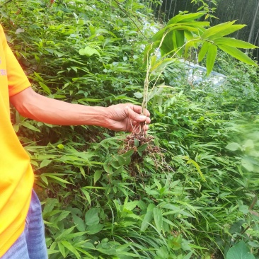 毛竹小苗