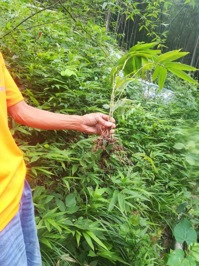 毛竹小苗
