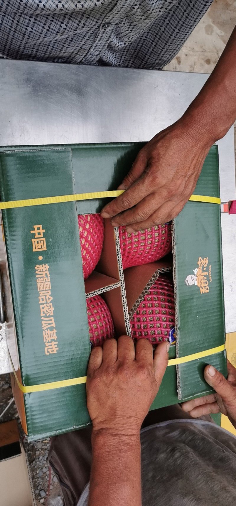 【诚信代办】瓜州哈密瓜、甘肃哈密瓜西州蜜17号、产地直发