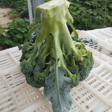 西兰花精品西兰花基地直供，欢迎你来选购