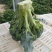 西兰花精品西兰花基地直供，欢迎你来选购