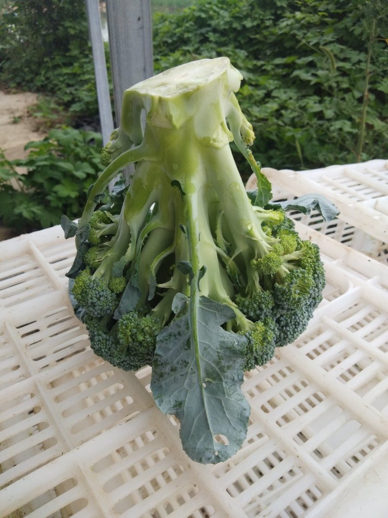 西兰花精品西兰花基地直供，欢迎你来选购