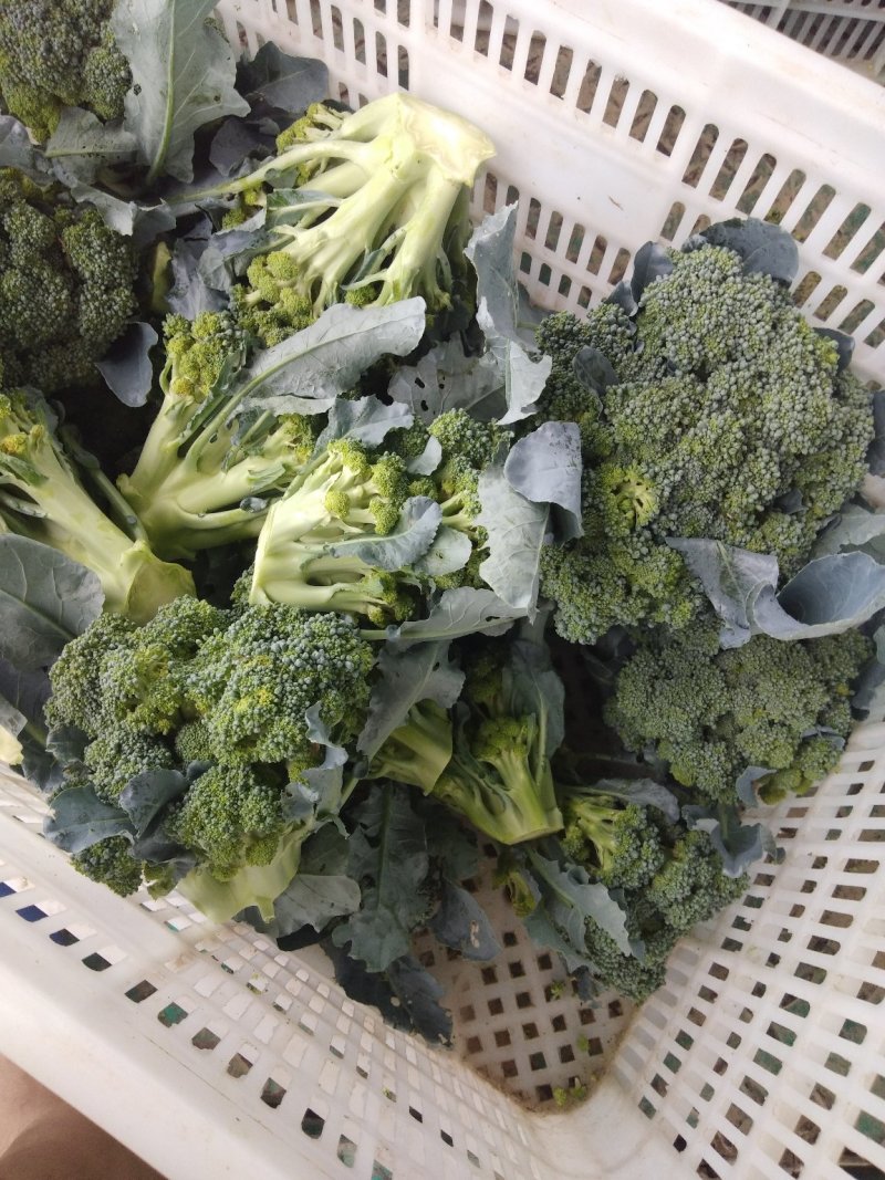 西兰花精品西兰花基地直供，欢迎你来选购