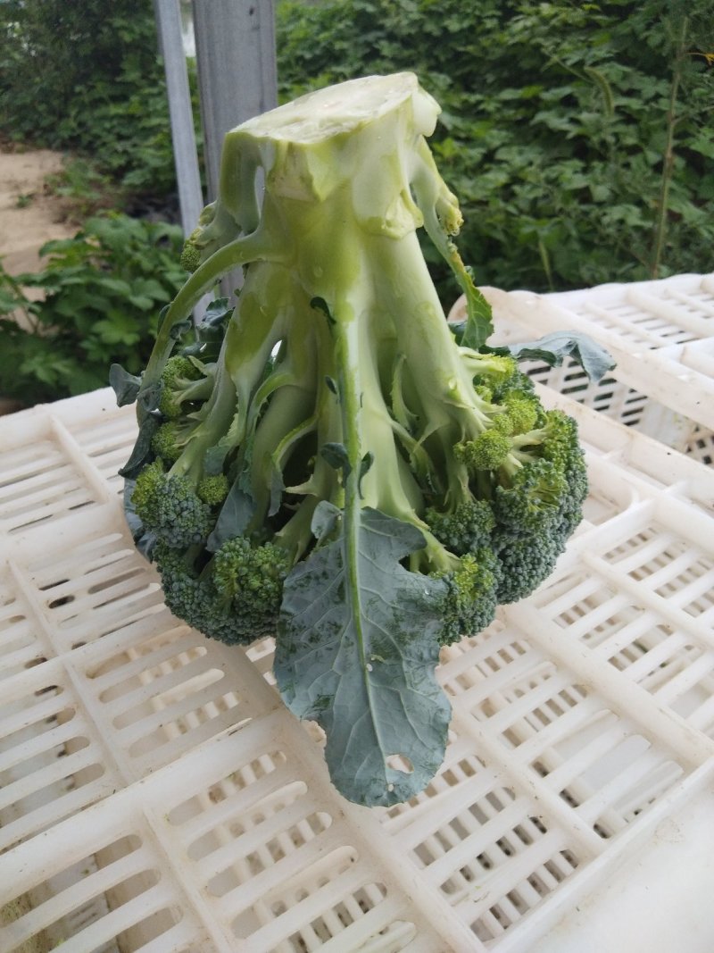 西兰花精品西兰花基地直供，欢迎你来选购