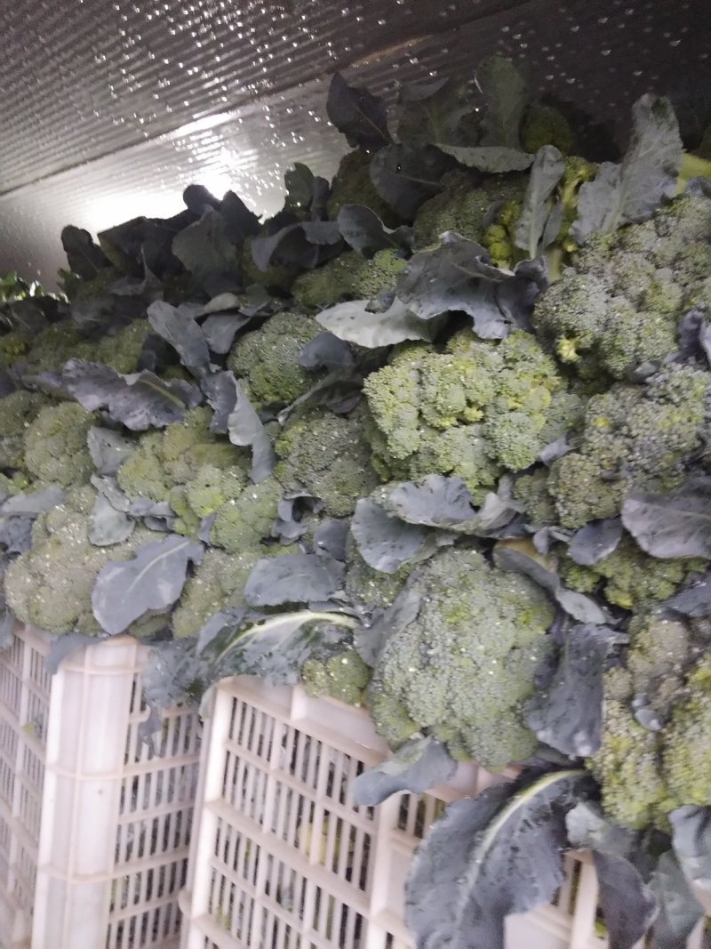 西兰花精品西兰花基地直供，欢迎你来选购
