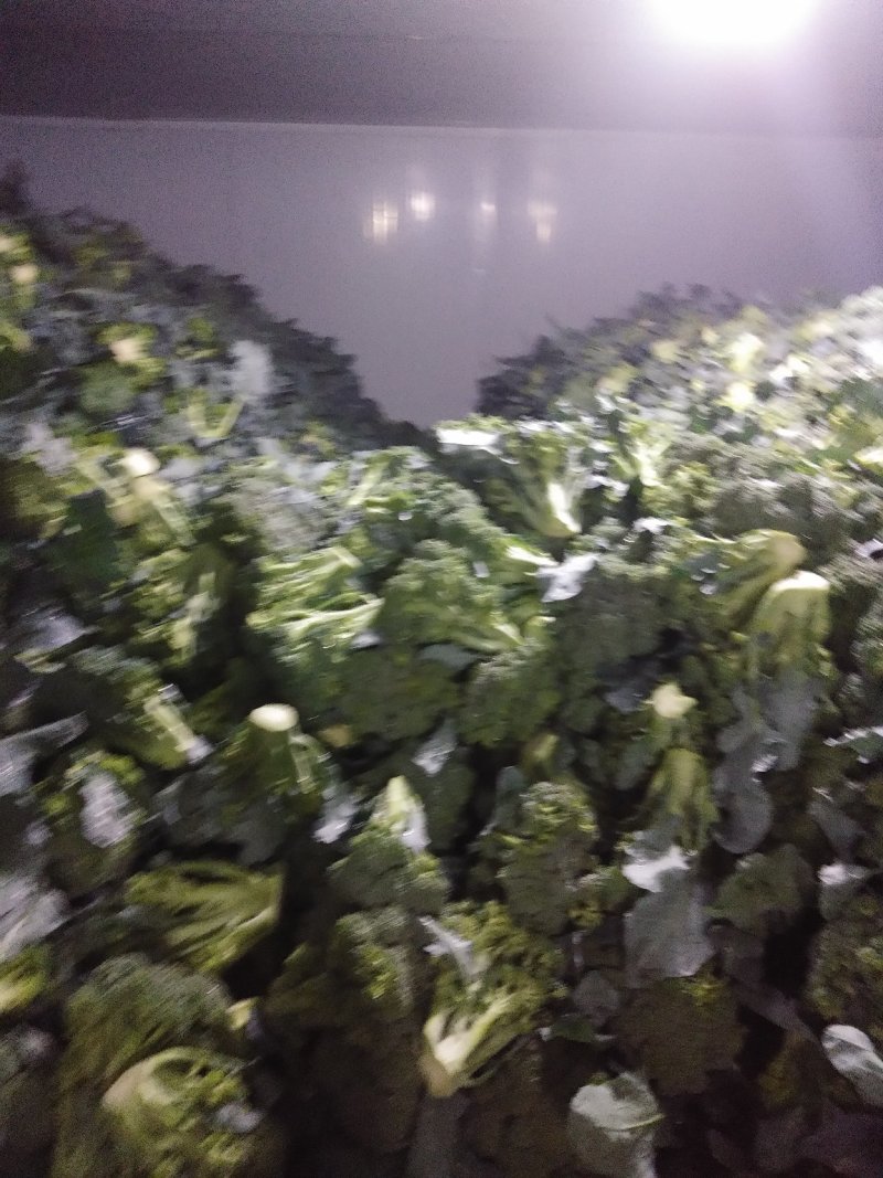 西兰花精品西兰花基地直供，欢迎你来选购