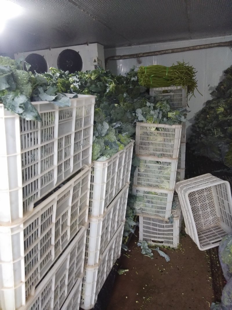 西兰花精品西兰花基地直供，欢迎你来选购