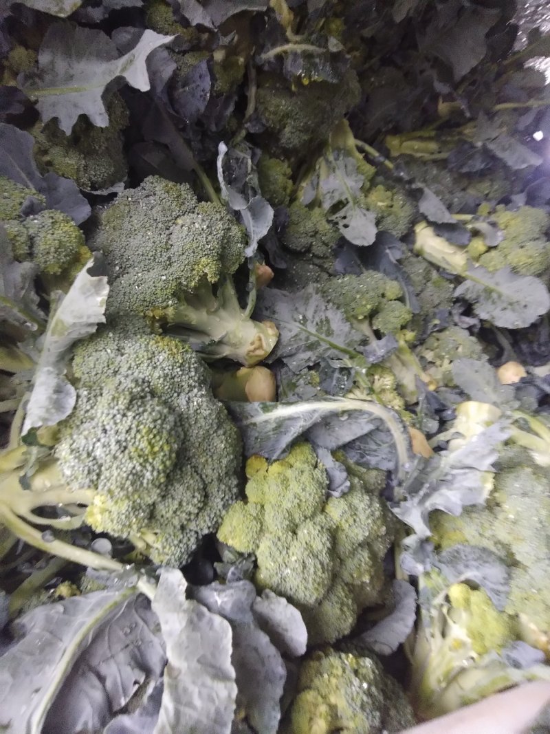 西兰花精品西兰花基地直供，欢迎你来选购