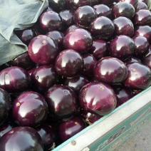 【河南焦作】紫光圆茄，量大质量好，个头匀称，电商团购优选