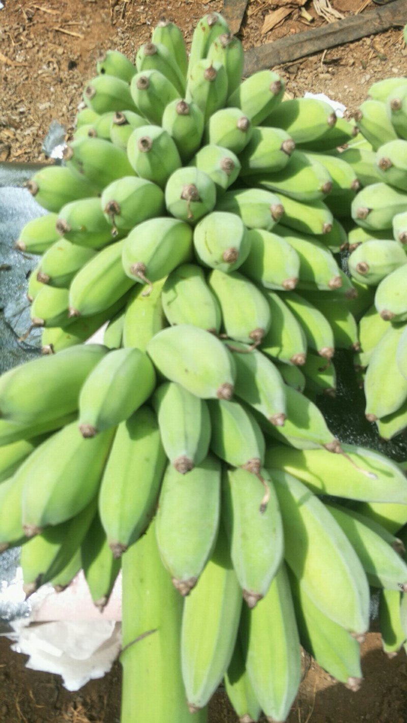 香蕉