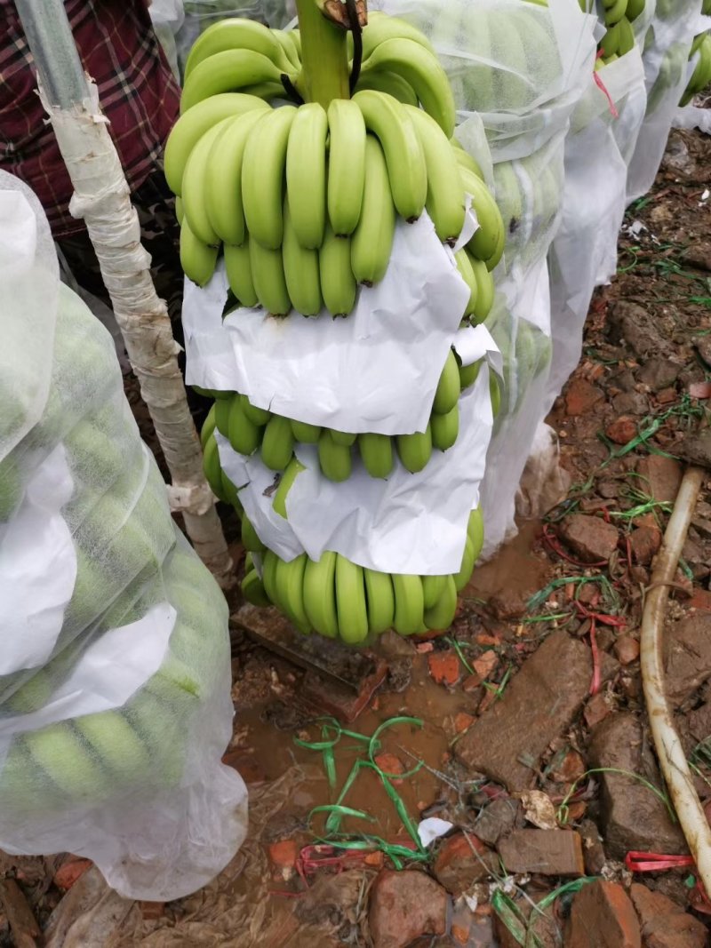 徐闻县基地巴西香蕉精品，超市，电商，全国代发