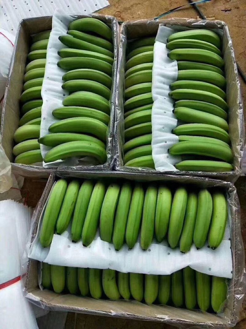 徐闻县基地巴西香蕉精品，超市，电商，全国代发