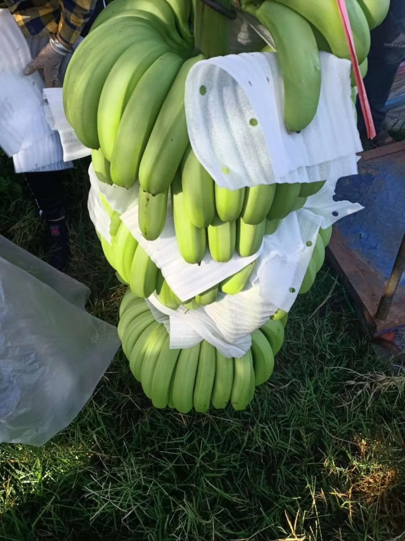 徐闻县基地巴西香蕉精品，超市，电商，全国代发