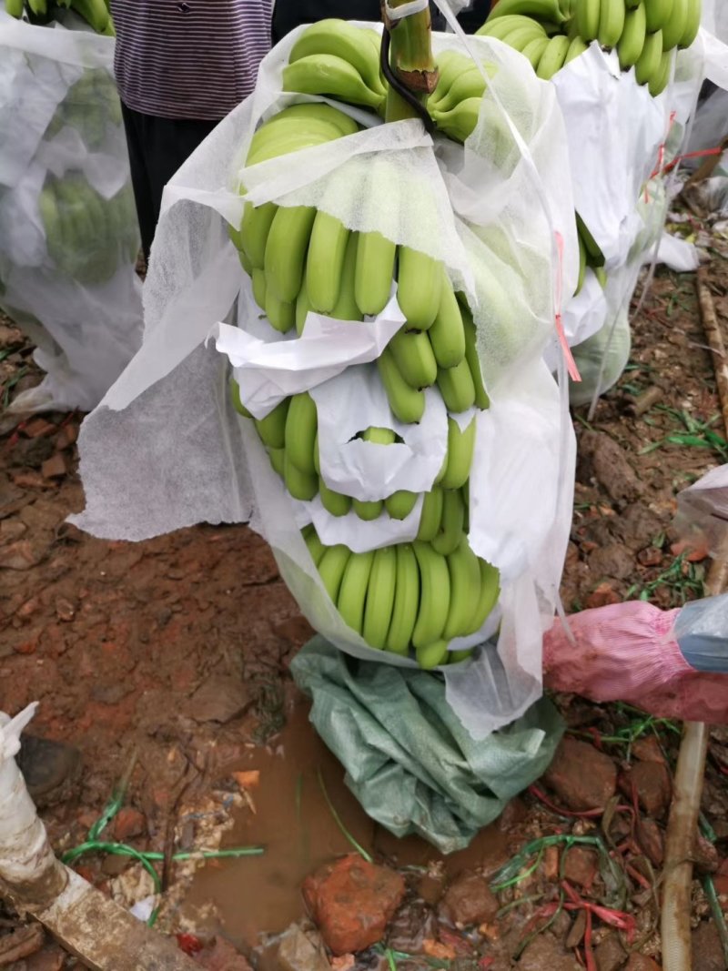 徐闻县基地巴西香蕉精品，超市，电商，全国代发