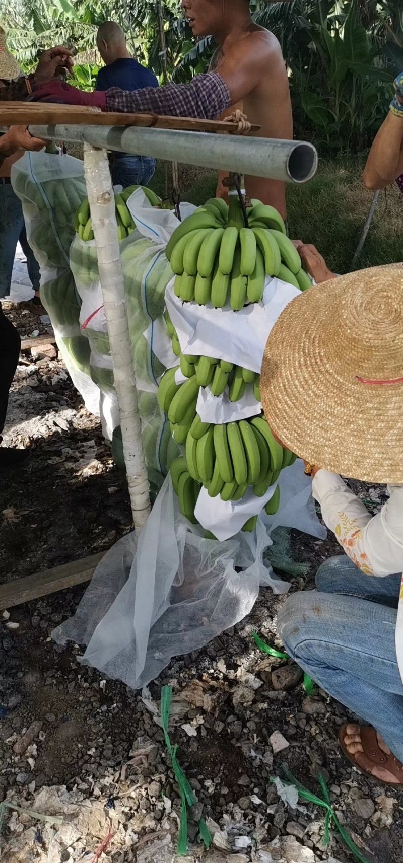徐闻县基地巴西香蕉精品，超市，电商，全国代发