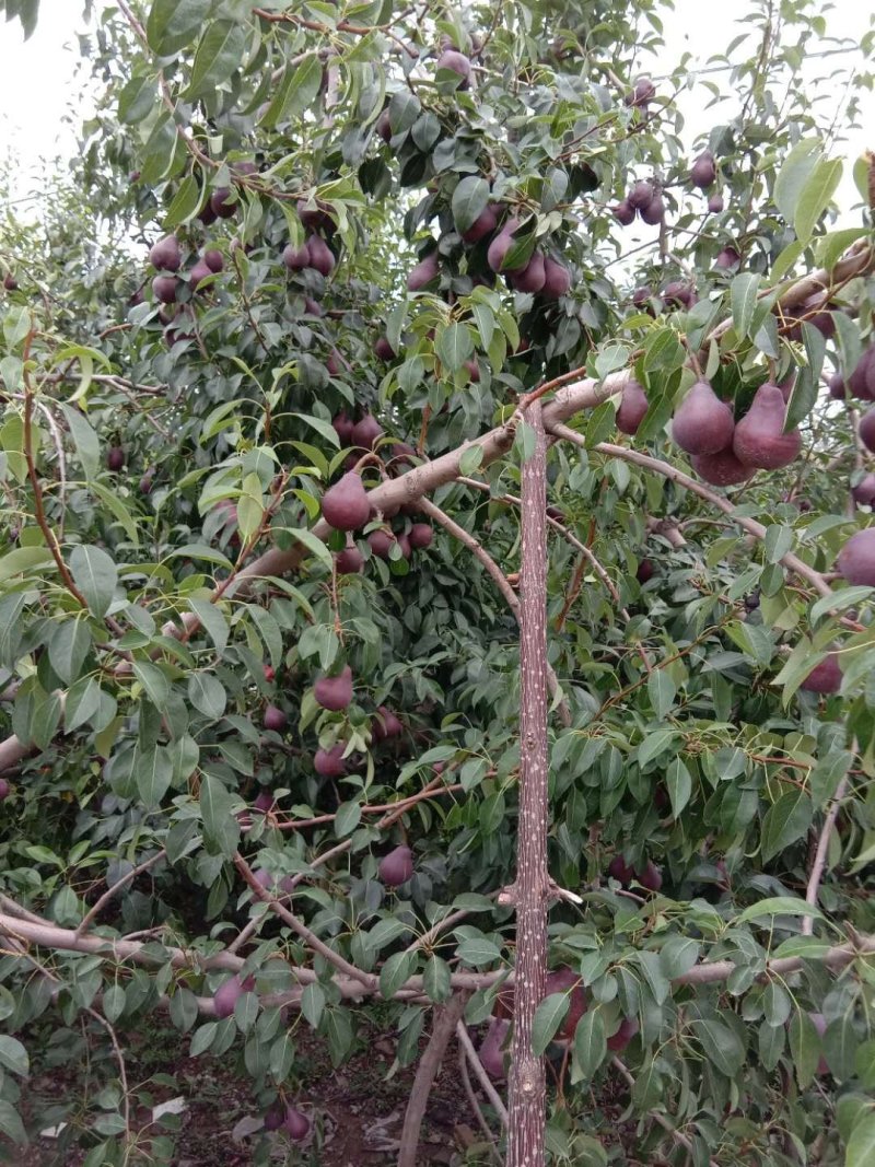 红梨现摘新鲜应季水果大量上市欢迎选购