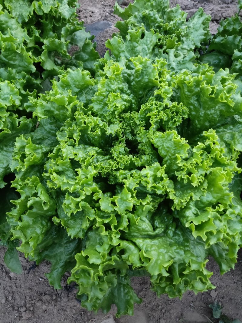 散叶生苦菊罗马生直立生紫叶生