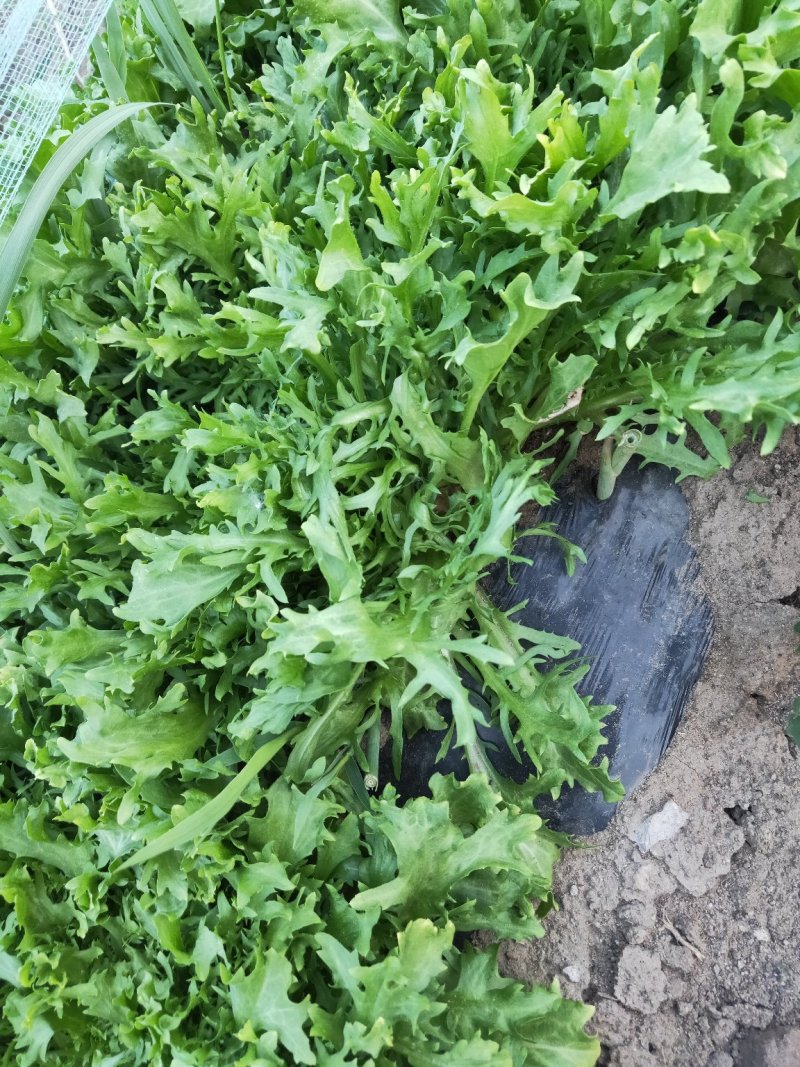 散叶生苦菊罗马生直立生紫叶生
