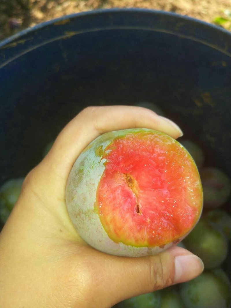 先锋李，红心李，李中绝品，一个字：甜！