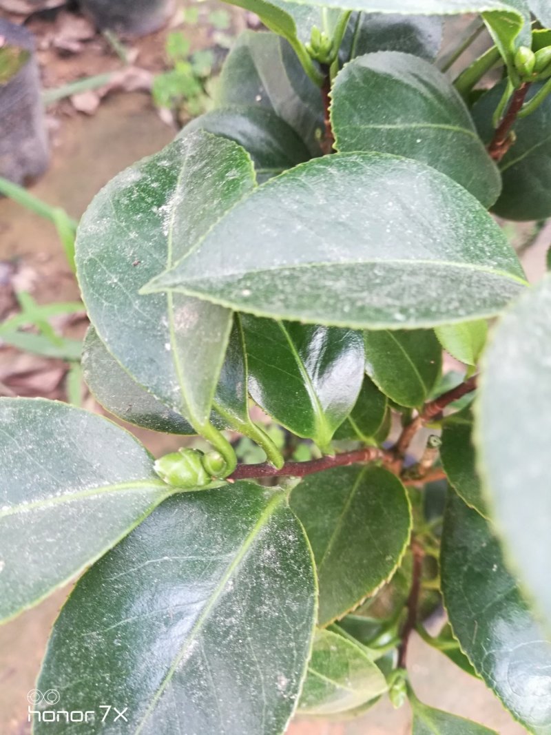 七仙女茶花盆栽一花多色一树多花三年半苗40高