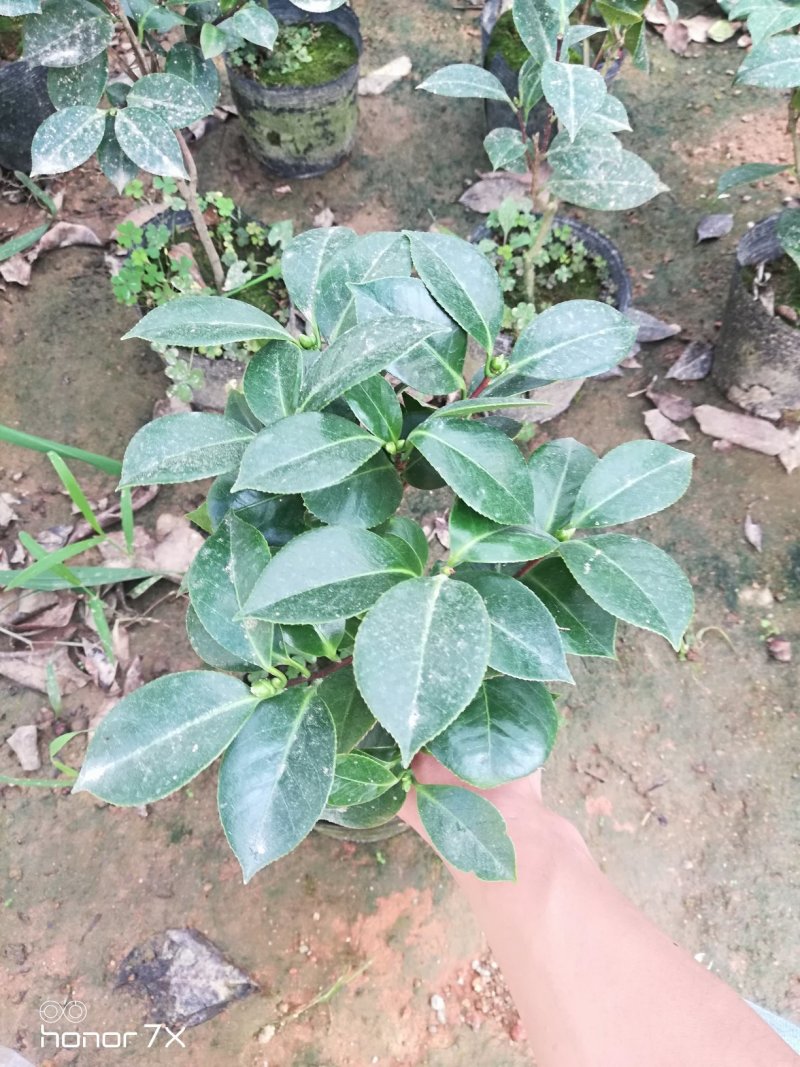 七仙女茶花盆栽一花多色一树多花三年半苗40高