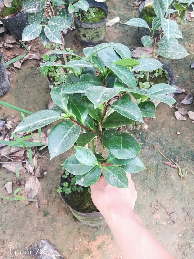 七仙女茶花盆栽一花多色一树多花三年半苗40高