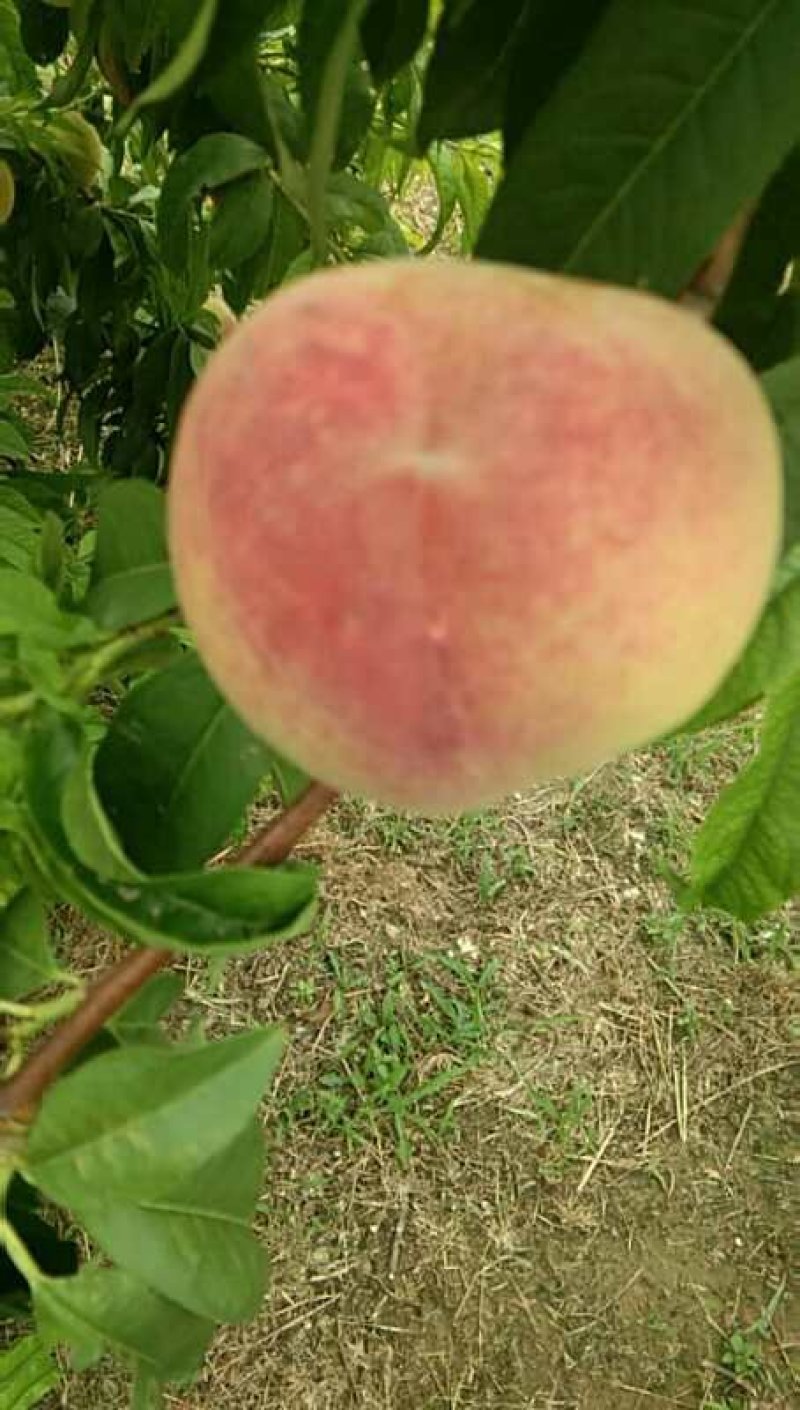 山西临猗毛桃大量上市，口感好，硬度好耐运输，