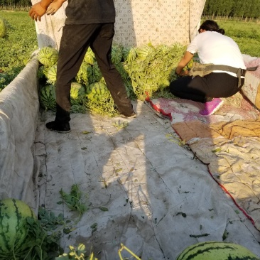 露天西瓜上市了