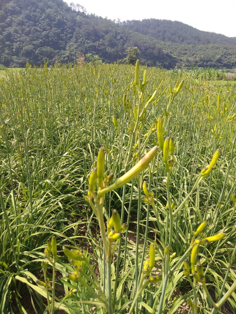 黄花菜全花苞干货