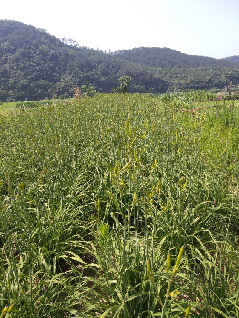 黄花菜全花苞干货