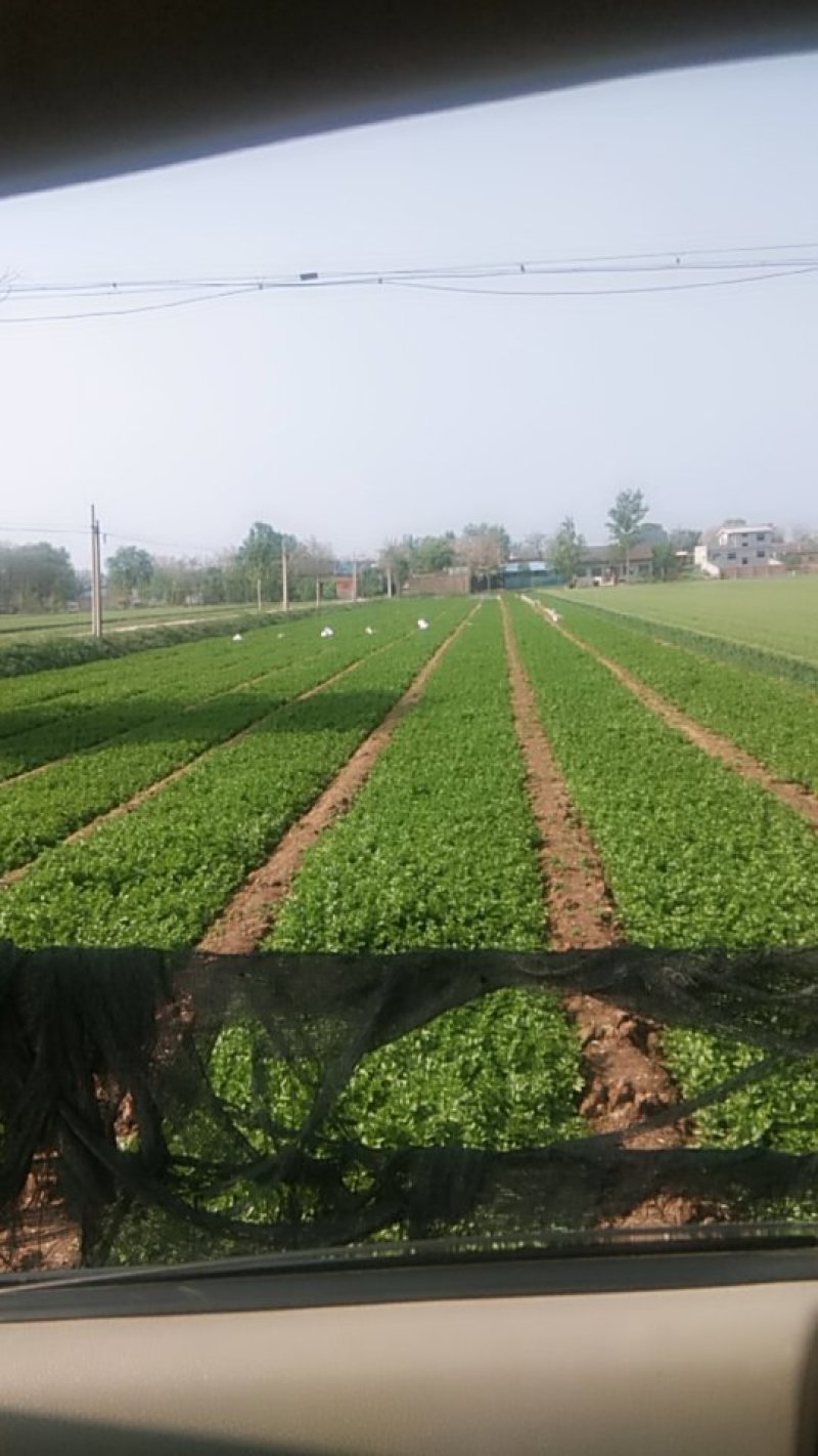 芹菜5.5公分