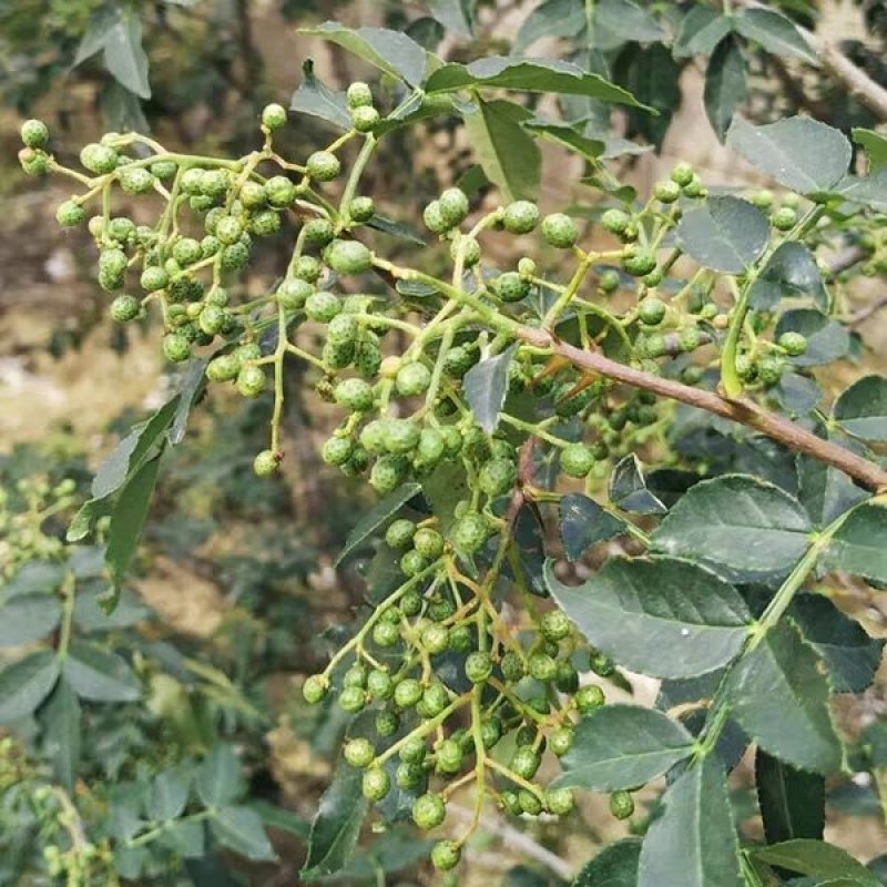 新鲜花椒藤椒青花椒