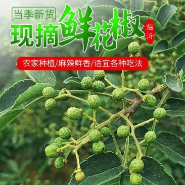 新鲜花椒藤椒青花椒