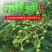 新鲜花椒藤椒青花椒