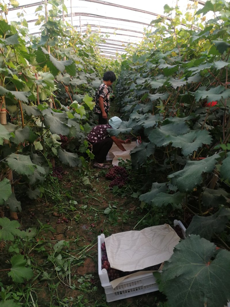 红无核葡萄河北邯郸葡萄露天红无籽葡萄红提葡萄