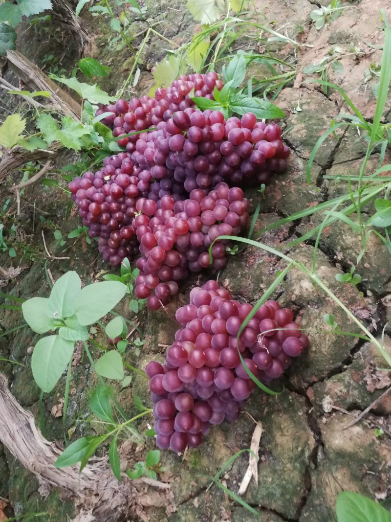 红无核葡萄河北邯郸葡萄露天红无籽葡萄红提葡萄