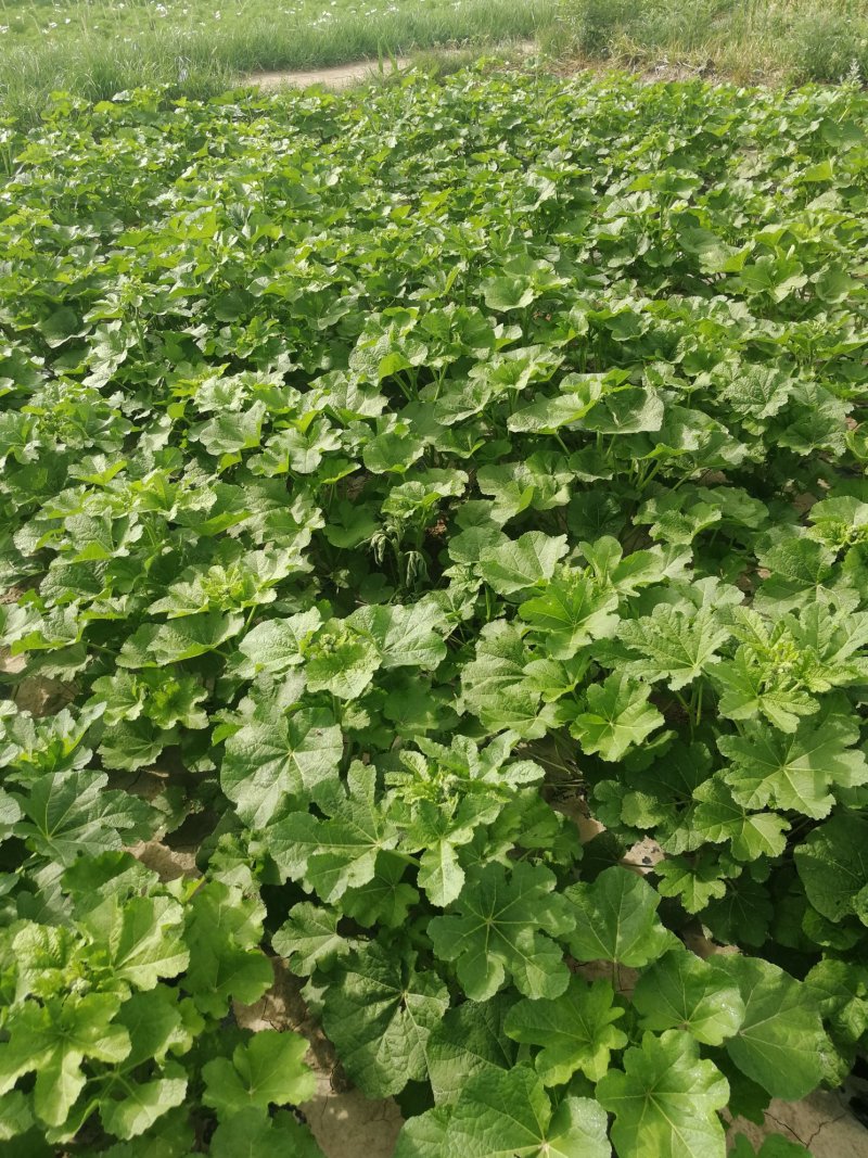 蜀葵种子&甘肃总供货