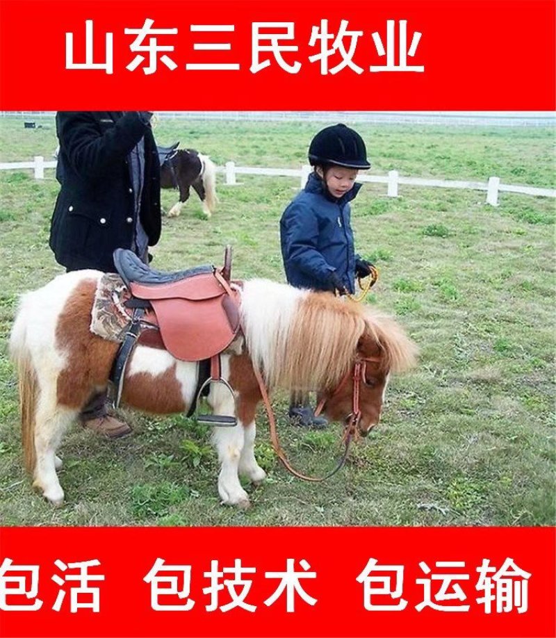 出售矮马德保矮马货到付款包活包运包技术